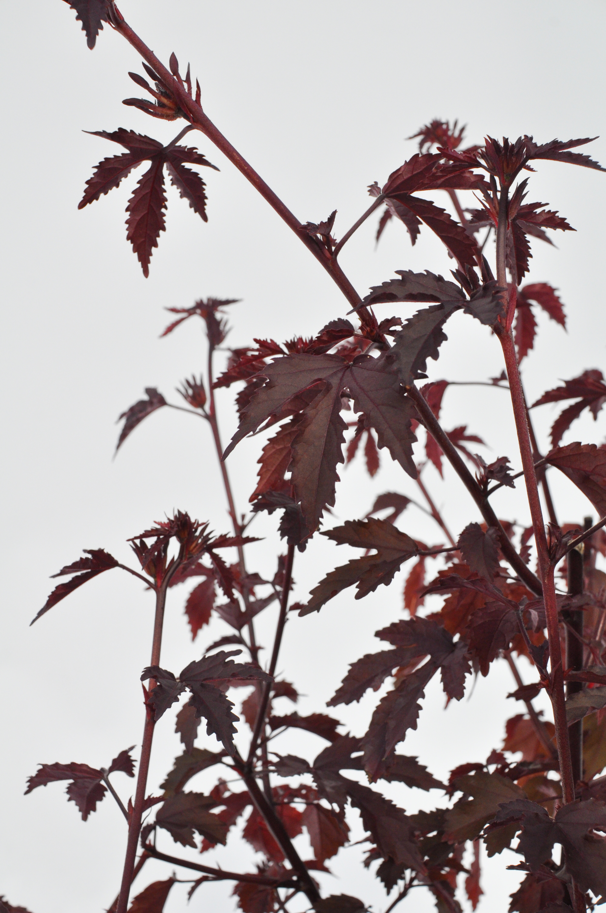 cranberry hibiscus-437.jpg