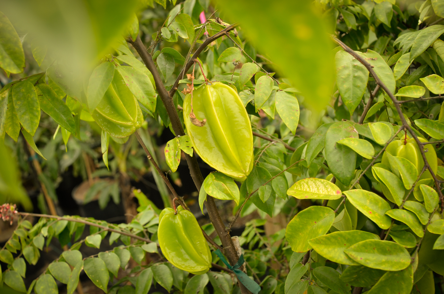 Star Fruit Carambola-036.jpg