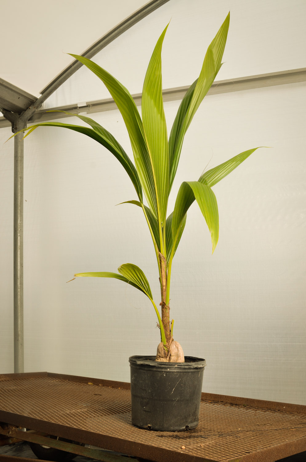 Coconut-palm potted.jpg