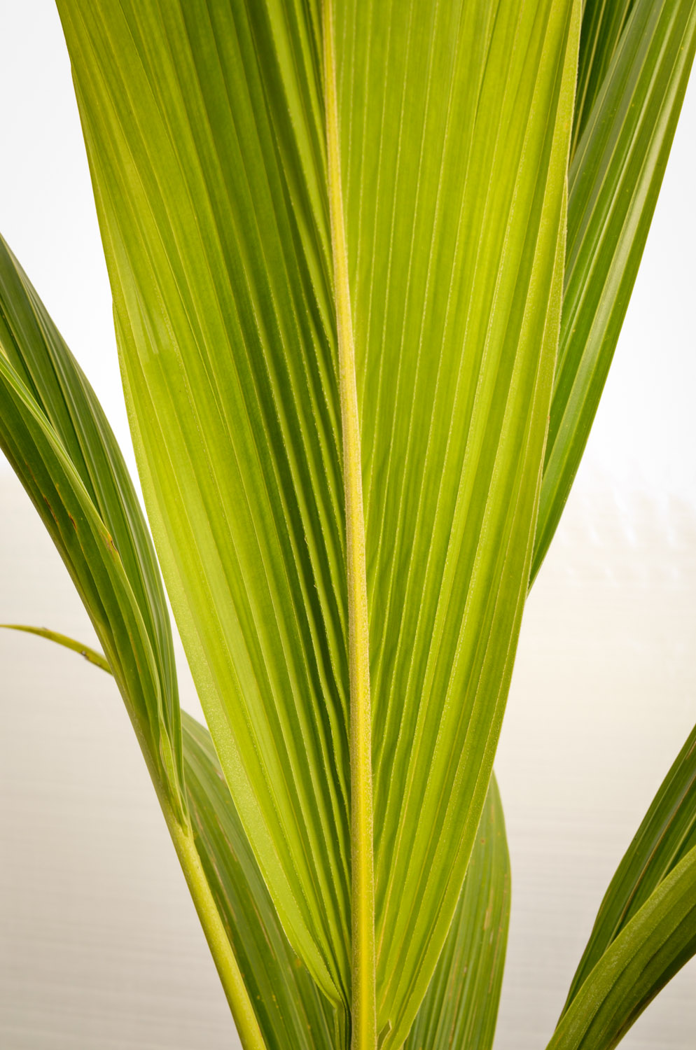 Coconut-palm-detail.jpg