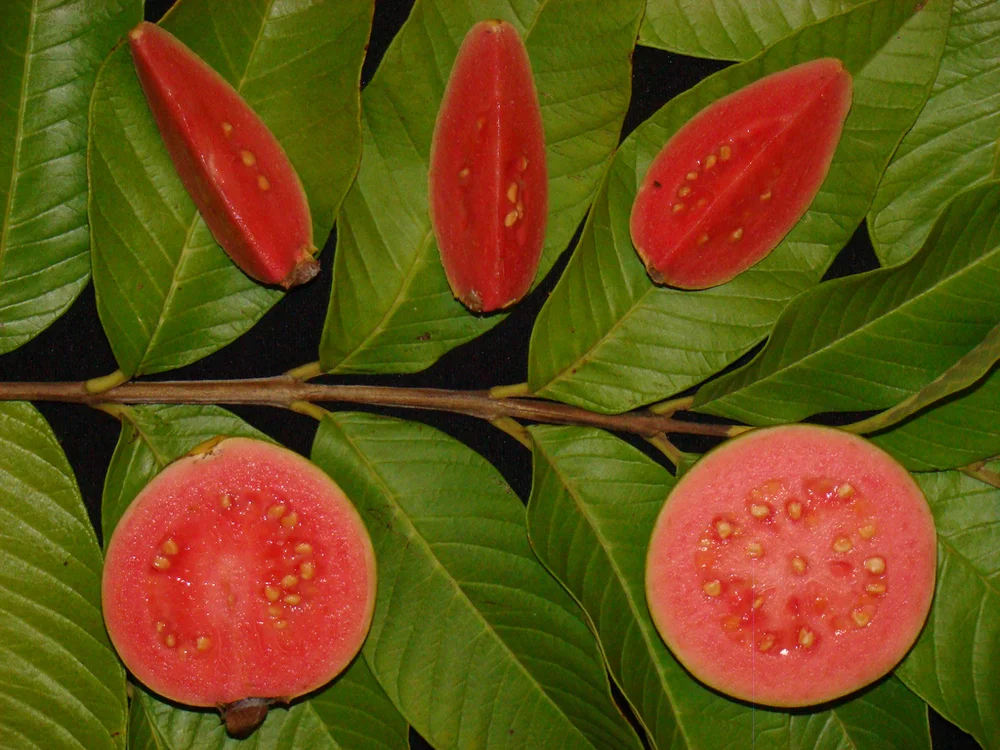 Ruby red guava tree campestre.al.gov.br