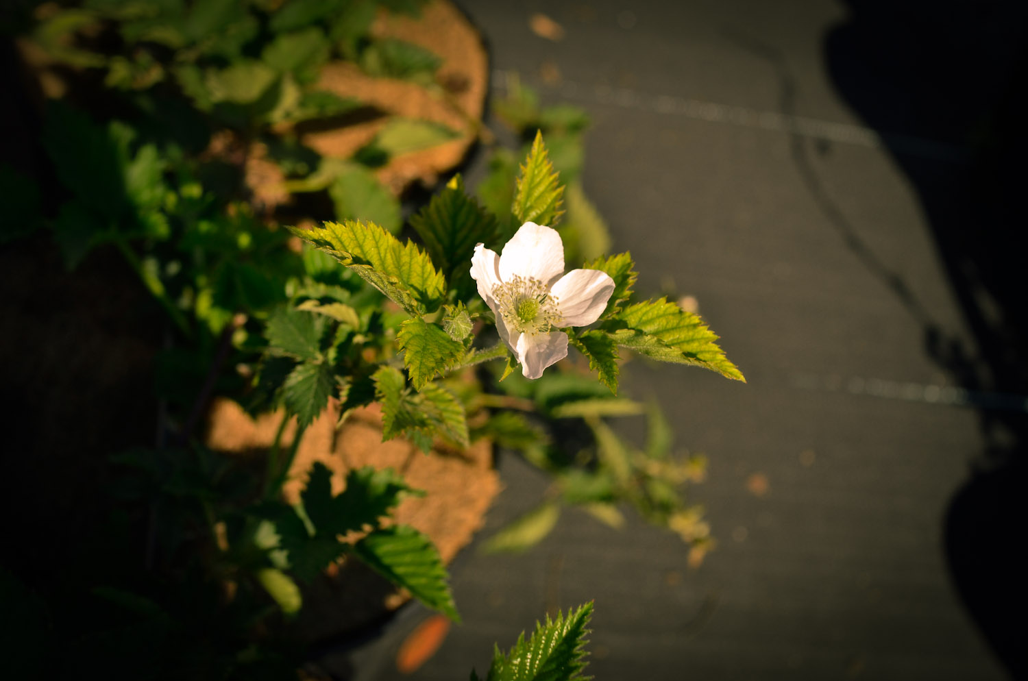 blackberry-traveler-flower