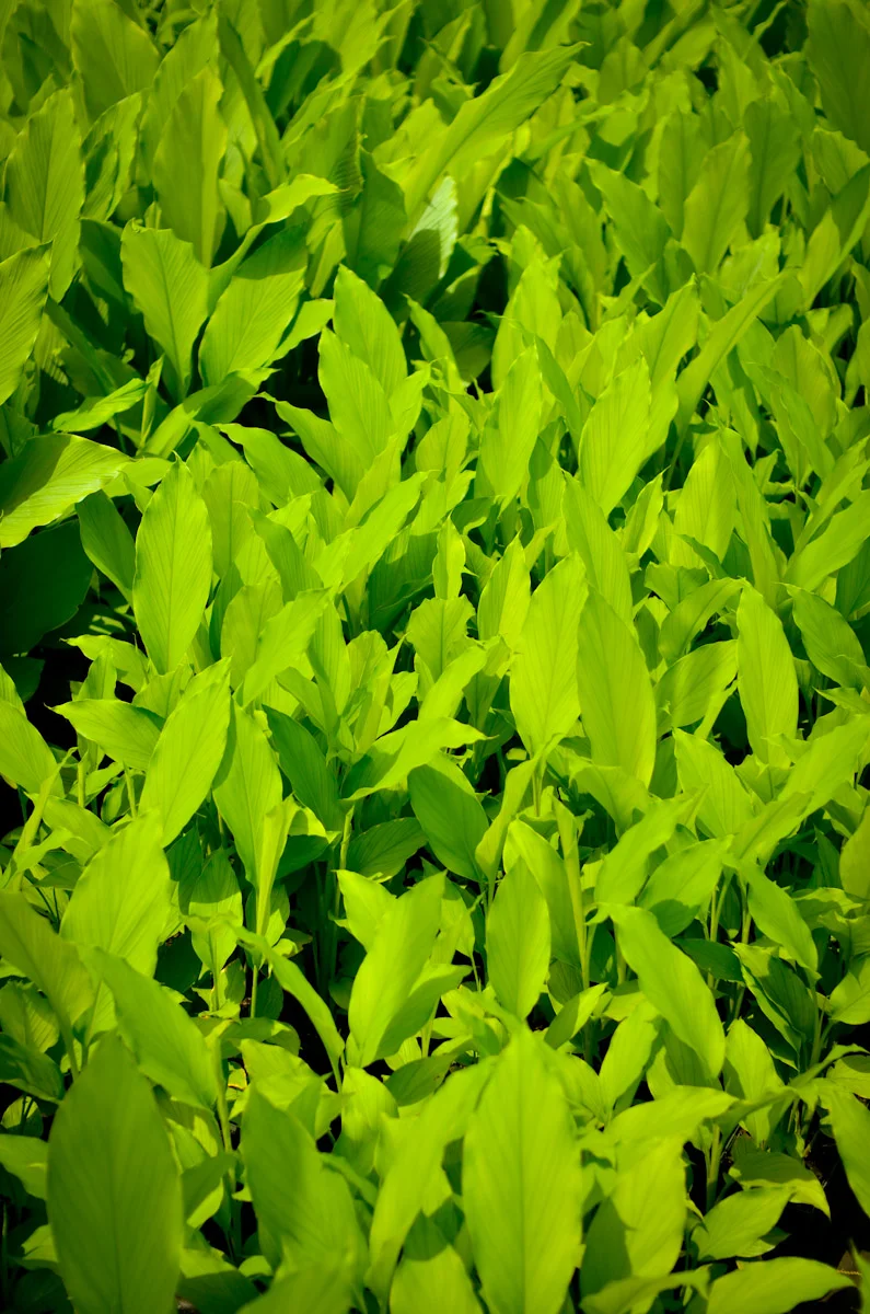 turmeric-1952.jpg
