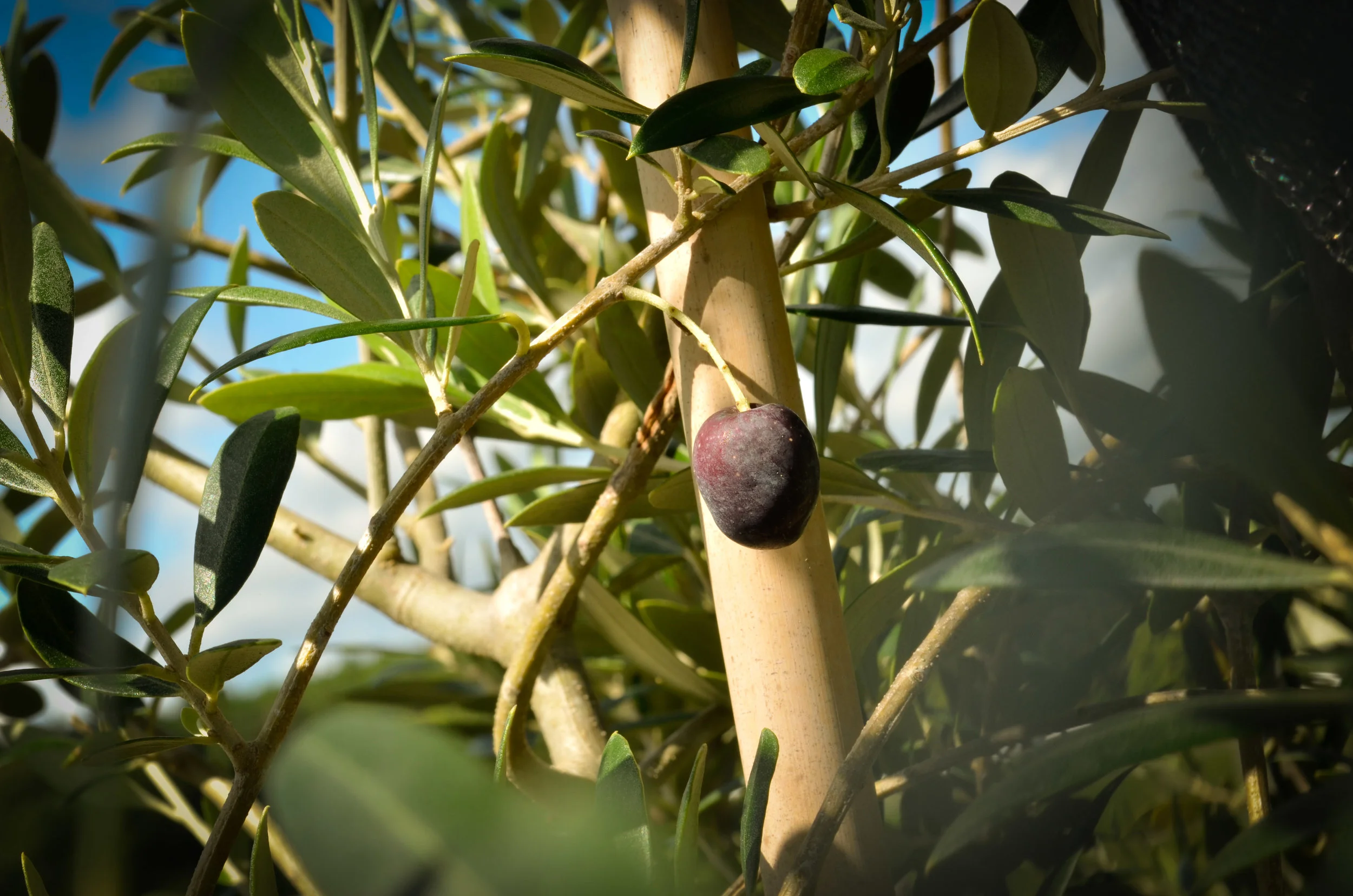 Olive — A Natural Farm