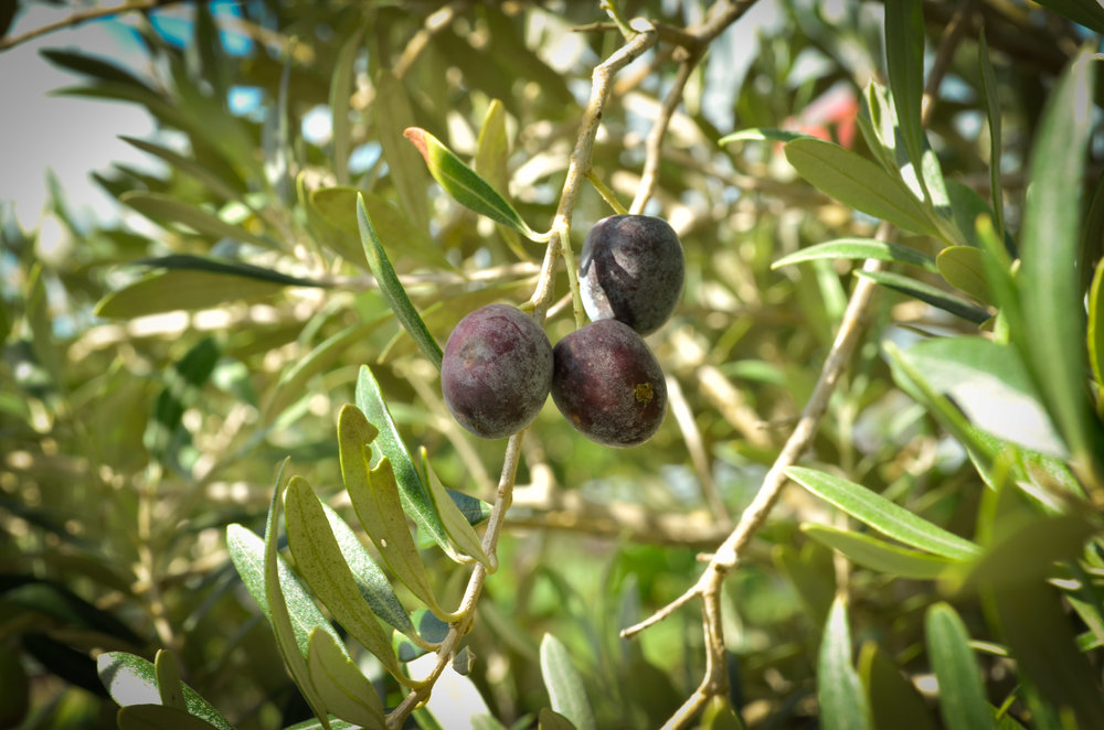 How to Grow an Olive Tree - Grow Organic