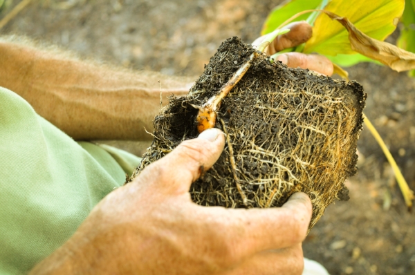 Edible rhizomes of our 5" pot