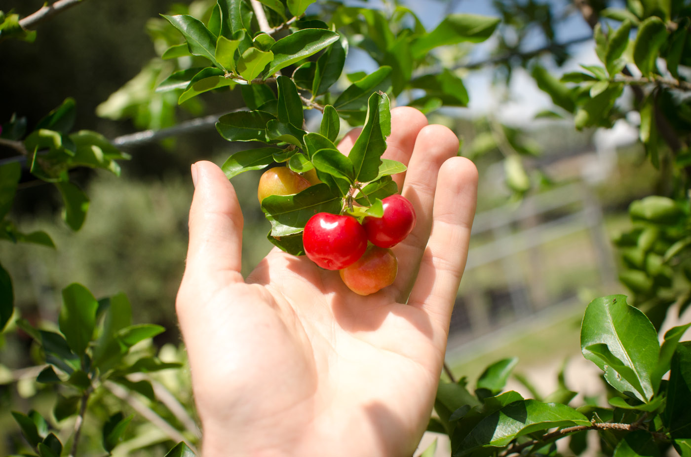 barbados cherry fruit-6046.jpg