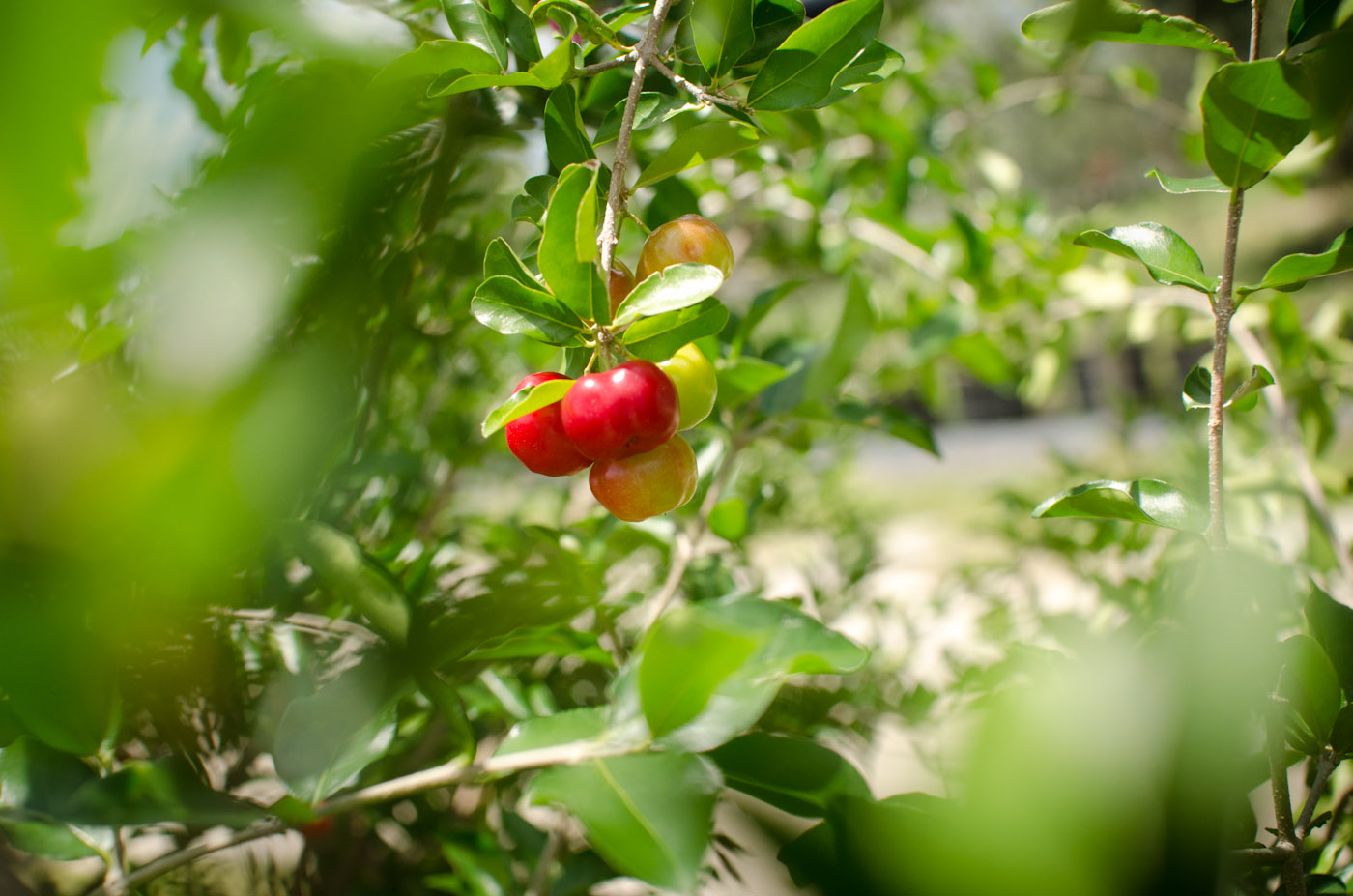 barbados cherry fruit-6050.jpg