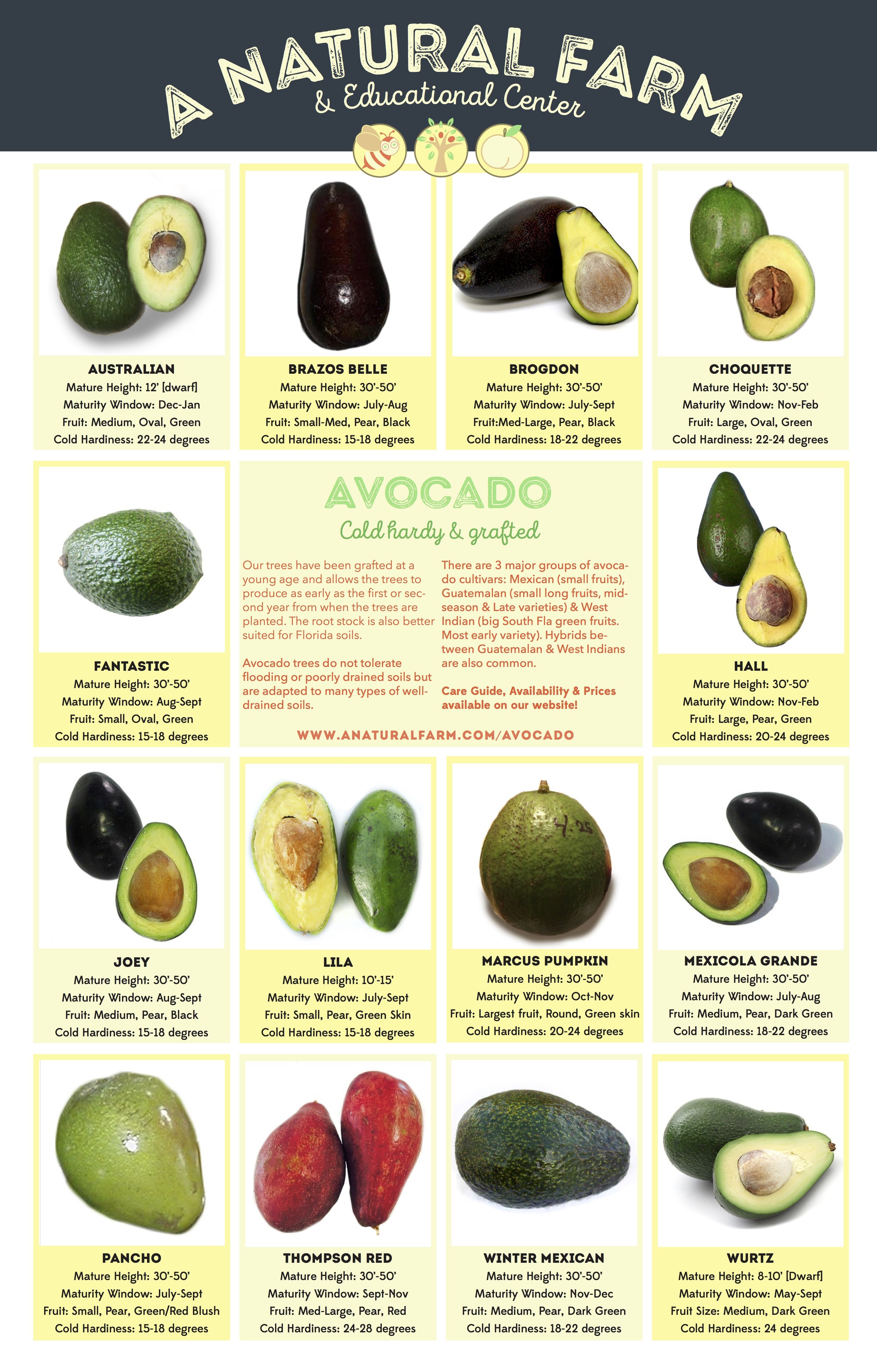 Avocado Varieties Chart