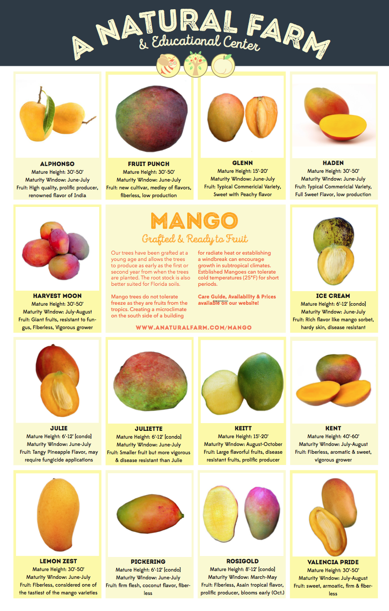 Mango Tree Grafted Priority Shipping Included - Many varieties available - Not certified organic โ A Natural Farm
