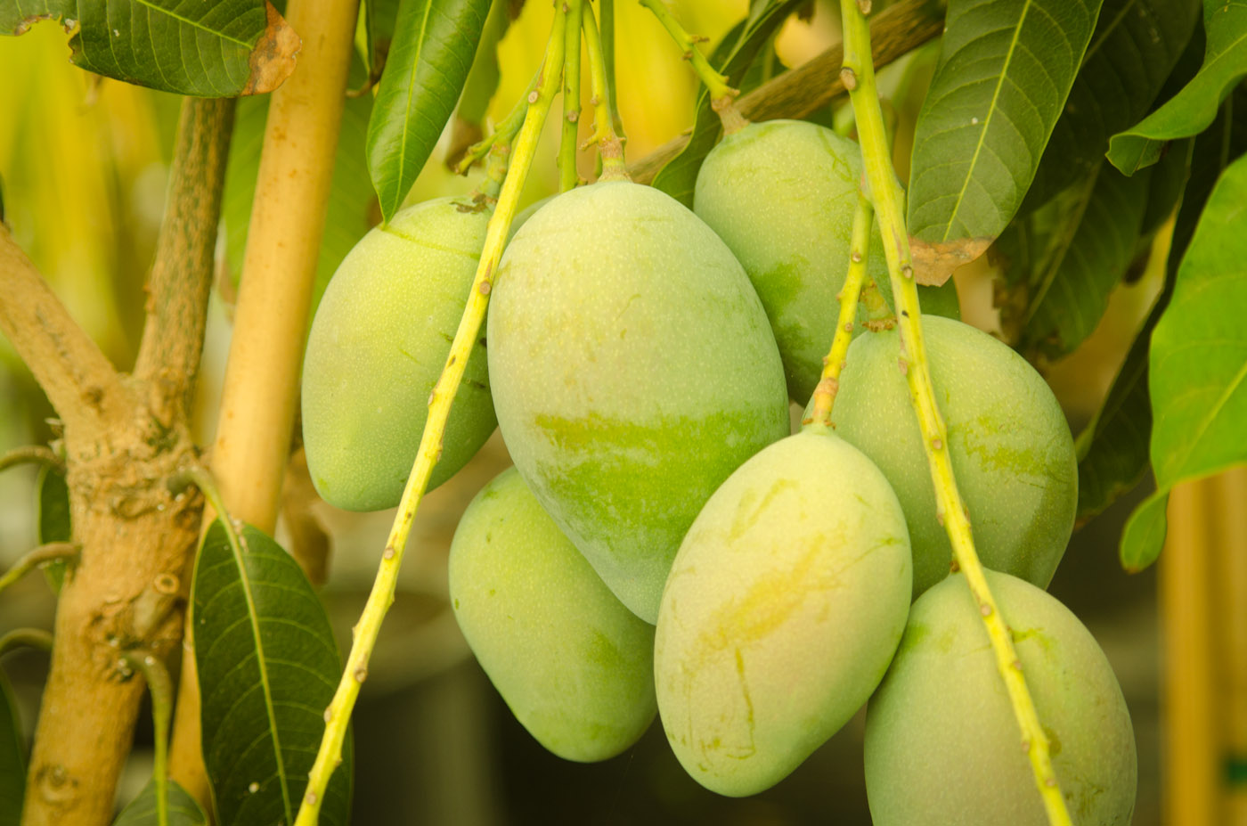 Florigon Mango Tree live plant grafted Free Shipping!