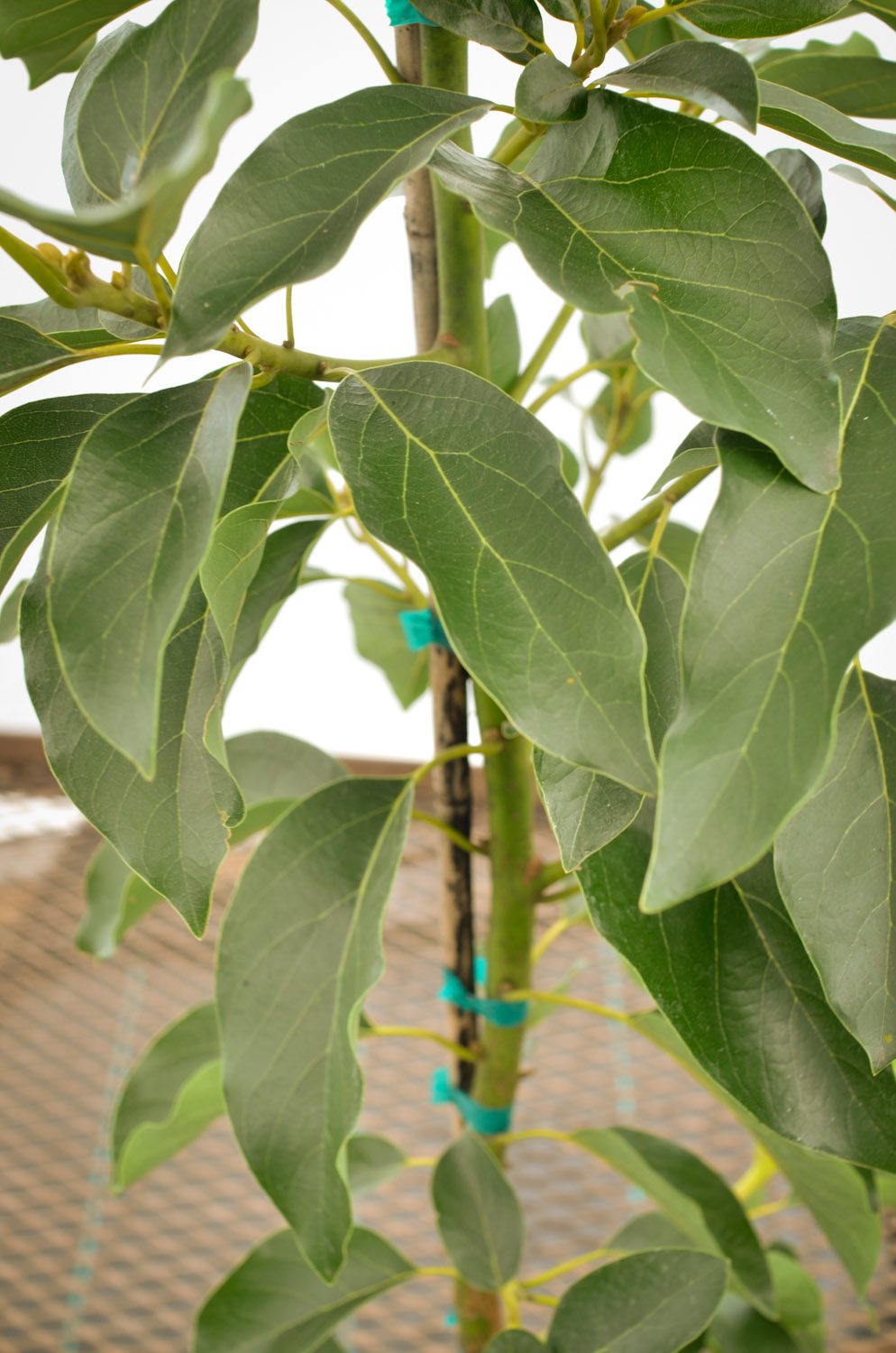 Details about   GRAFTED AVOCADO Hass LIVE TREE 24”-36” 