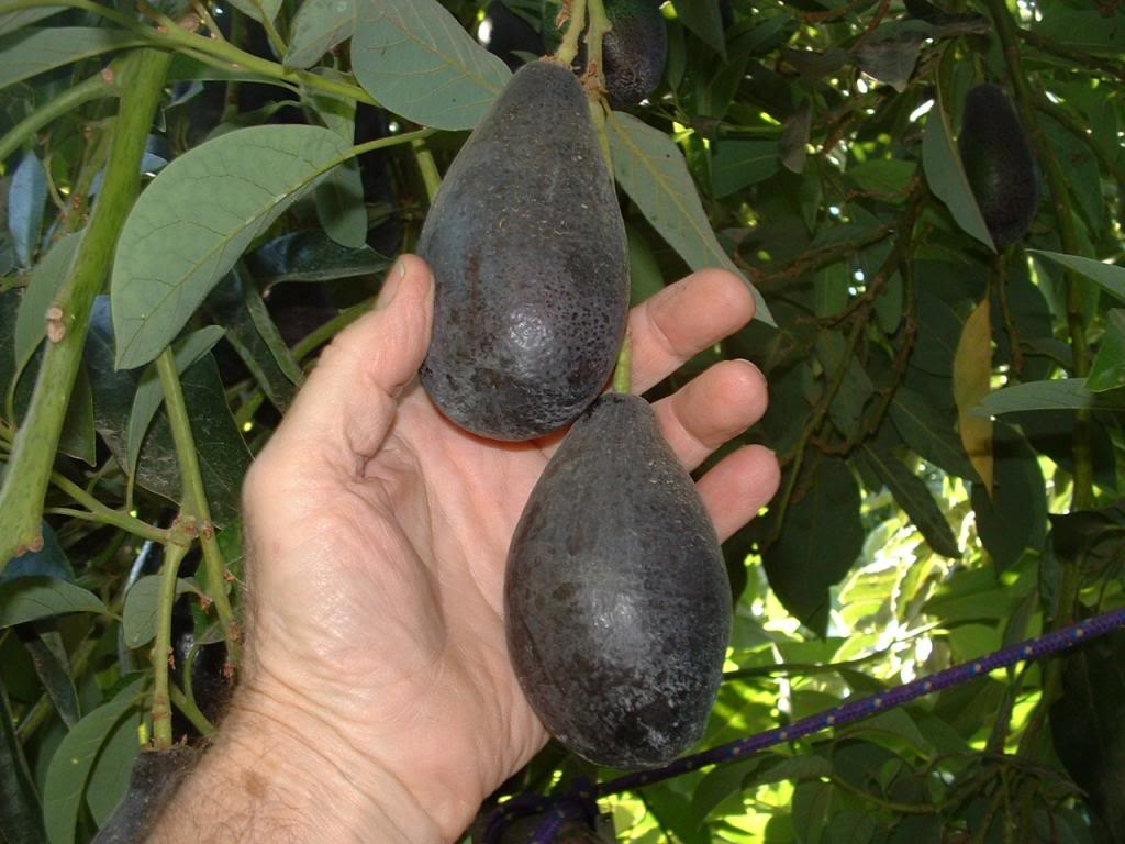 Avocado Tree Grafted Free Shipping 8 varieties. Cold