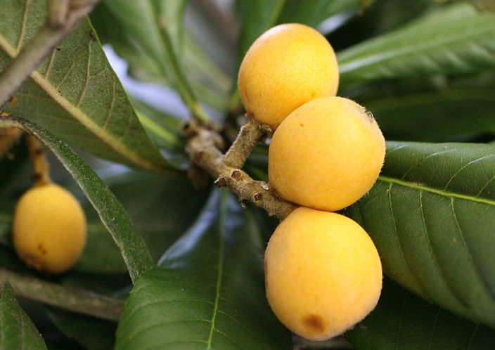 7 varieties of Grafted Loquats Available