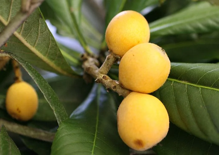 loquat fruit.jpg
