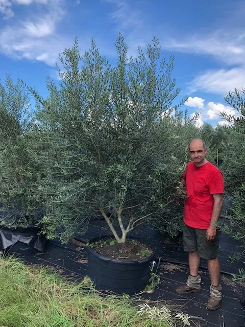 Olive 65 Gallon Multi-Trunk