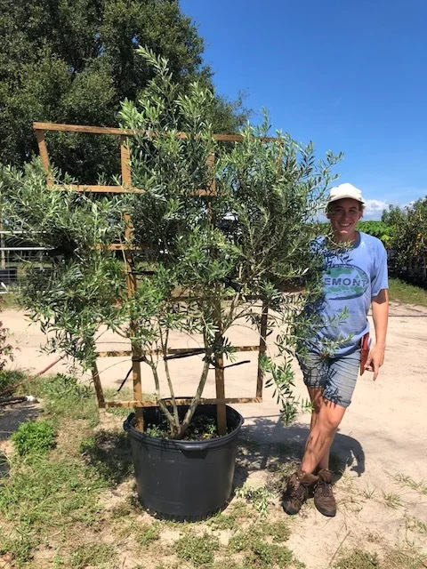 30 Gallon Espalier