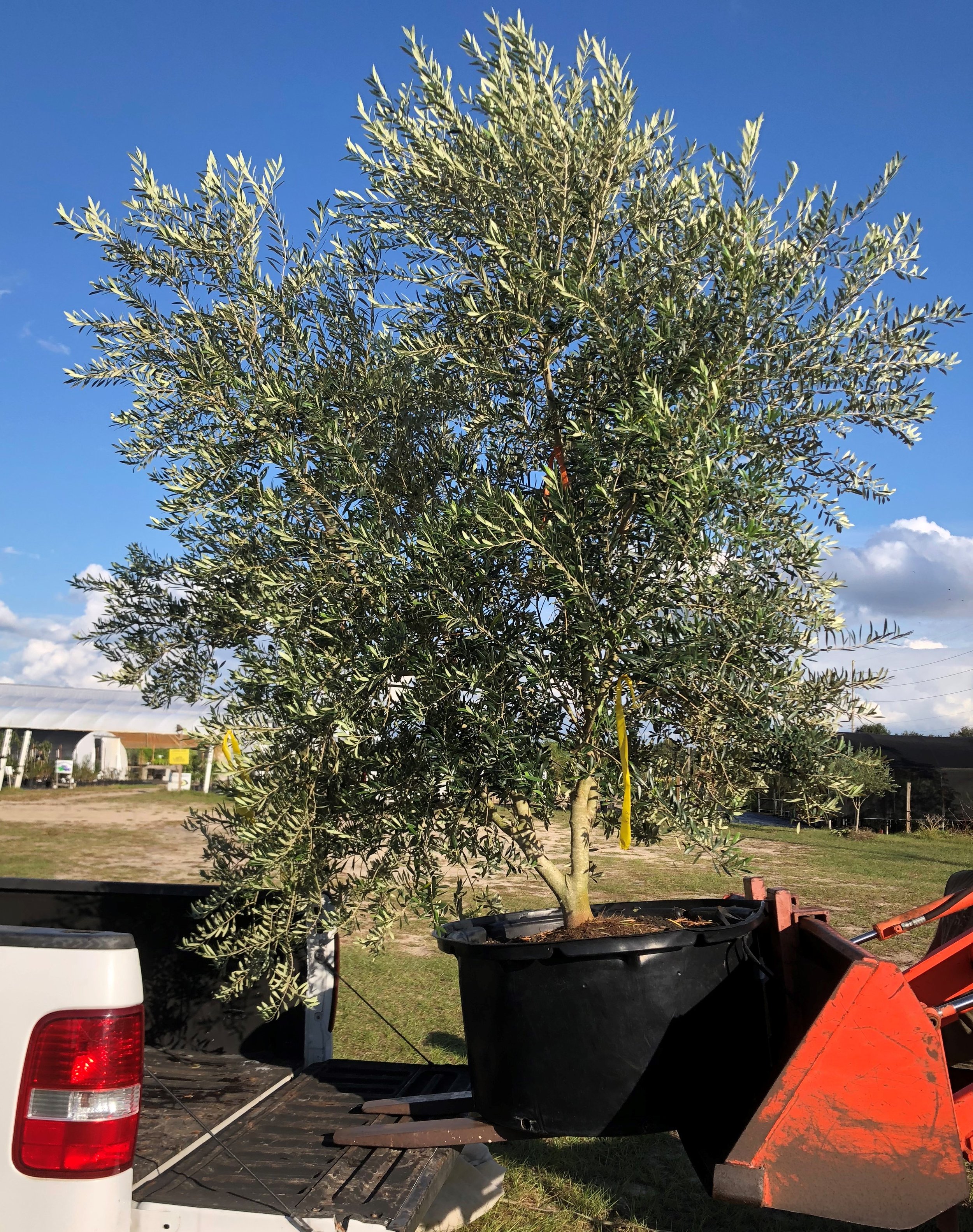 Olive trees from 1 gallon to 670 gallon pots