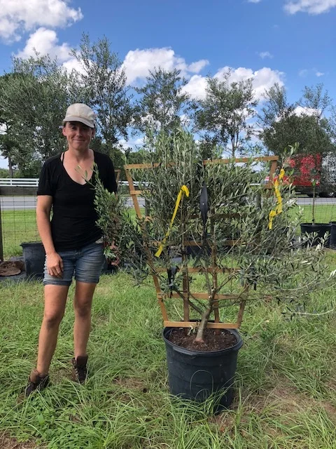olive+espalier+15.jpg