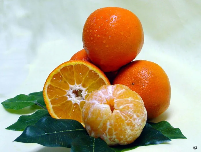 Sugar Belle Mandarin: hybrid of Sweet Clementine and Minneola varieties. UF/IFAS File Photo.