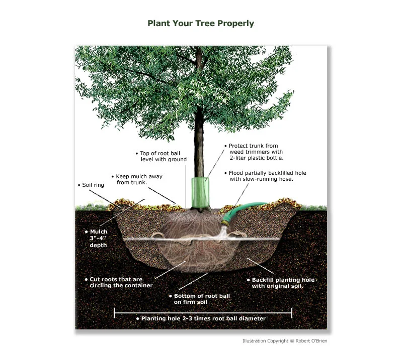 planting.jpg