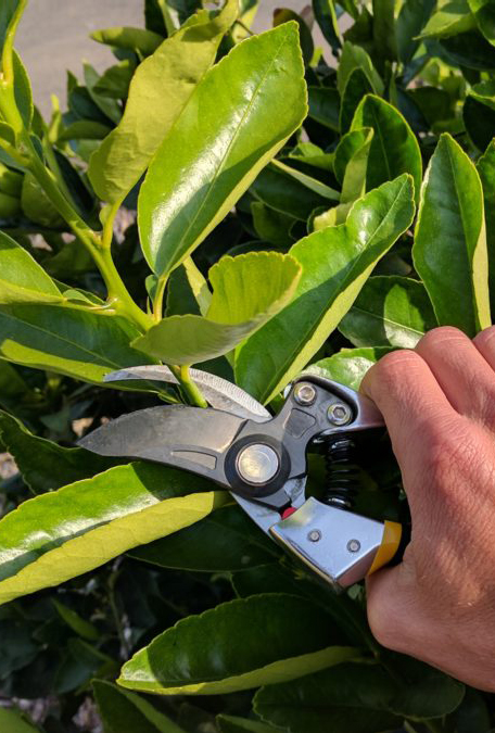 pruning_Cropped.jpg