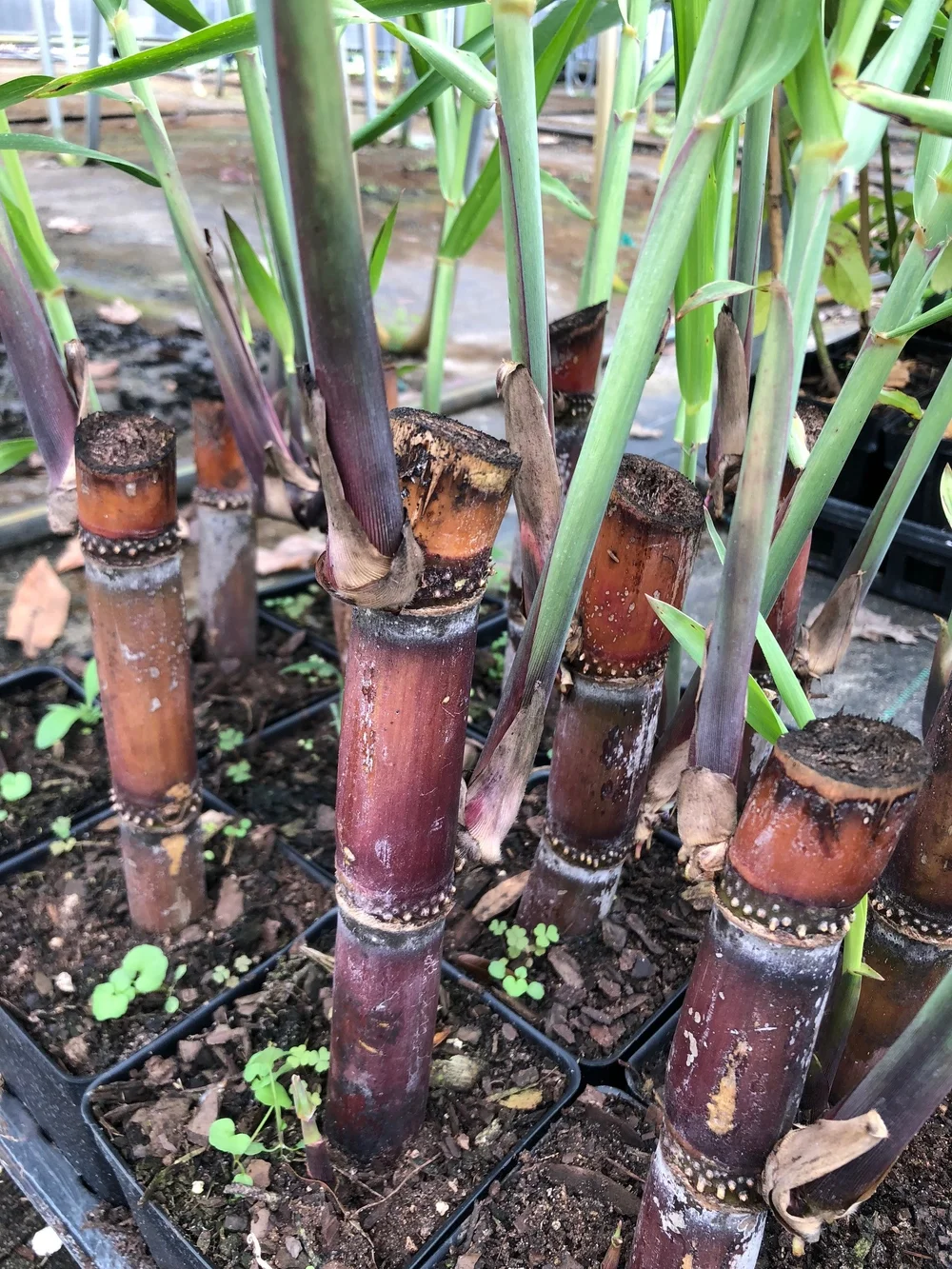 Organic Red Sugarcane Usda Certified A Natural Farm