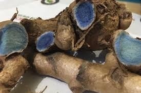 Organically grown Black Turmeric / Curcuma caesia