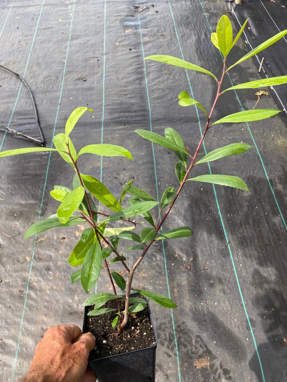 bezig Talloos web Organically grown Yerba Mate Plant Free Shipping 18" tall in 6" pot -  USA/Florida grown. Non-GMO — A Natural Farm