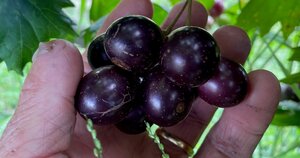Details about 20 thin cuttings of organic Black Noble Muscadine Grape vine Details about 20 thin cuttings of organic Black Noble Muscadine Grape vine
