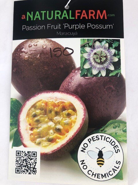 10 Purple Passion Fruit 9.5”Cutting Strong Flowering Mother Tree Buy2 Get 1 Free 
