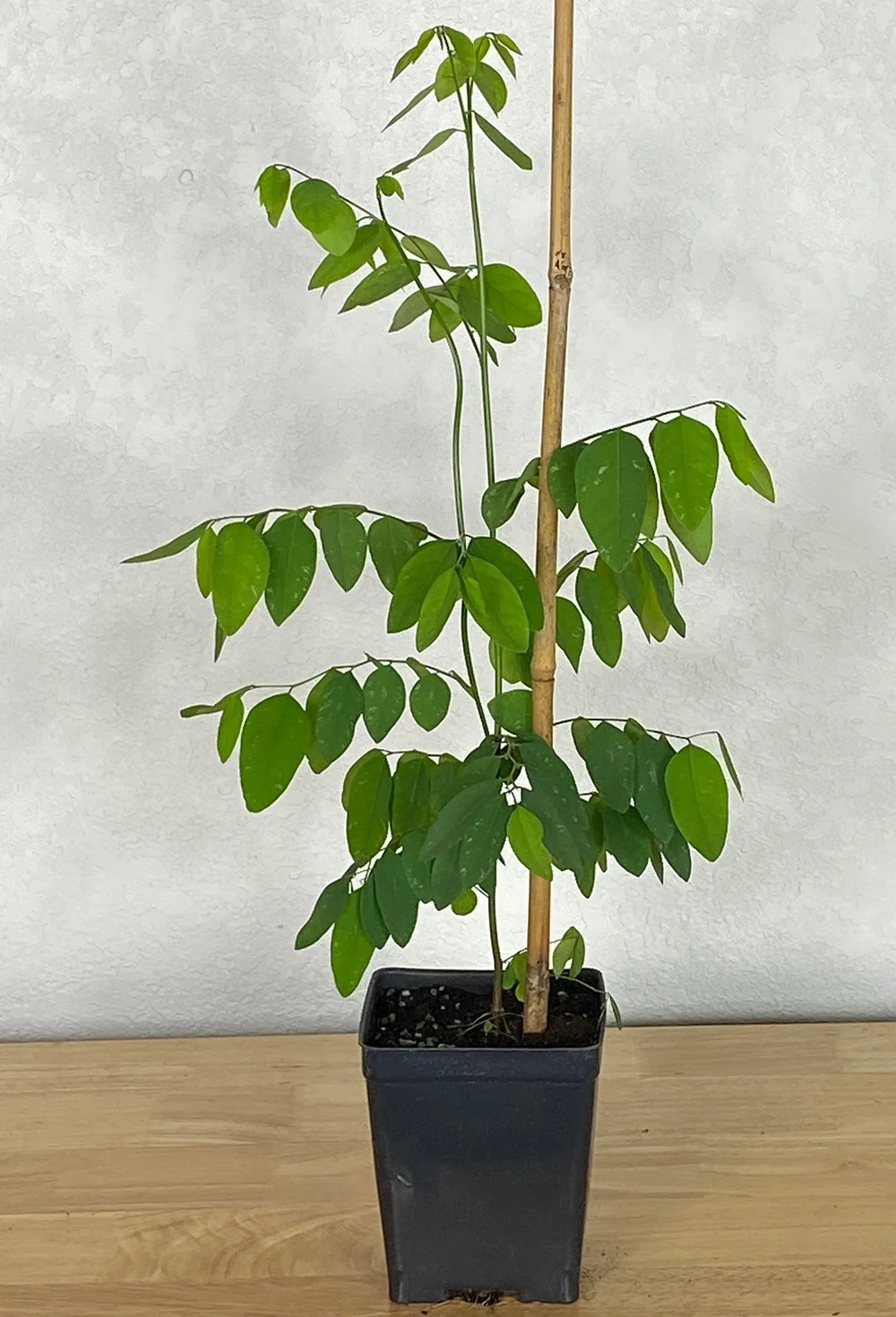 Manage pests and disease without sprays