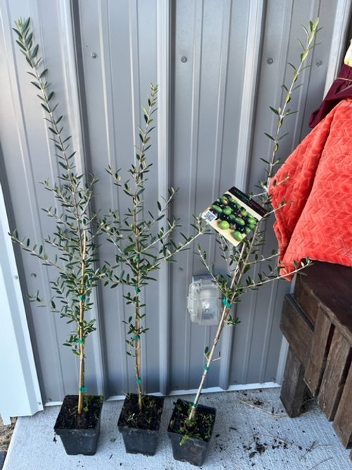 Olive Tree: How to Plant, Grow, and Care for Olive Trees