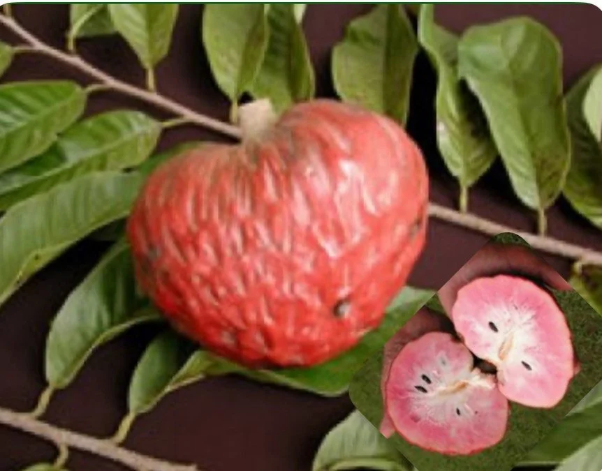 custard red apple.JPG