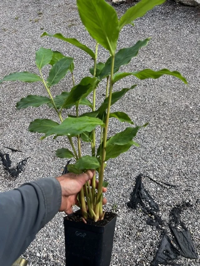 olivenbaum pflanzen in deutschland Olivenbaum / Olea europaea online kaufen