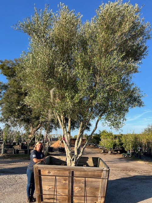 Olive trees up to 670 gallon pots