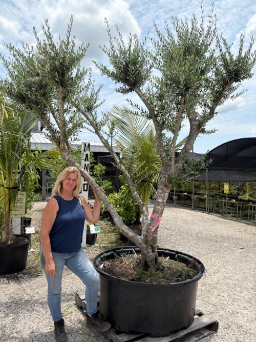  Olive trees 30 years old. Hundreds available 