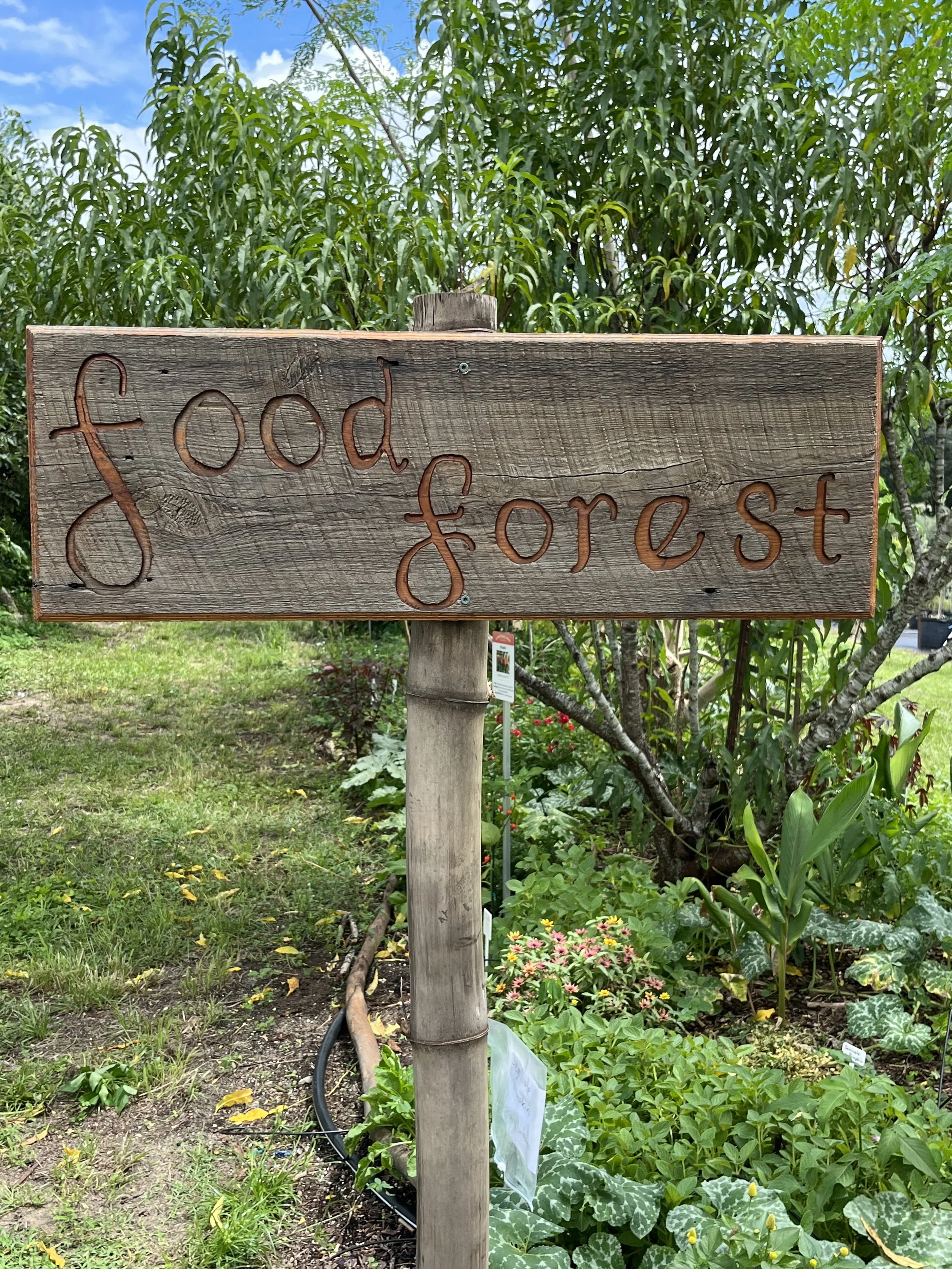 Come visit our 10 year old Food Forest