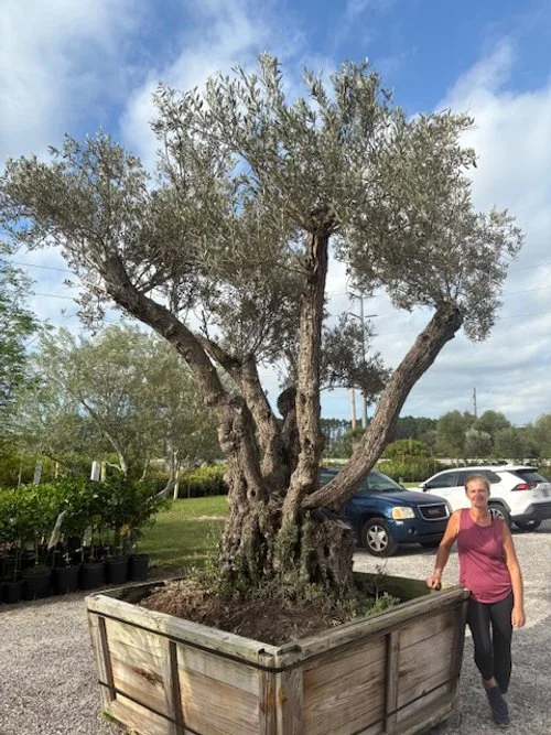 Olive tree 80 to 100 years old