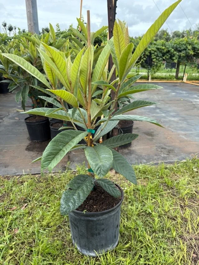 Loquat - Japanese Plum - Nispero, Grafted 4 varieties available - UPS  Shipping included in price - 3 gallon pot - 36" tall including pot height   A ...