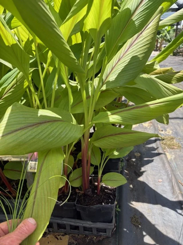 Choose the right plants and seeds