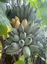 banana blue java fruits 2.jpg