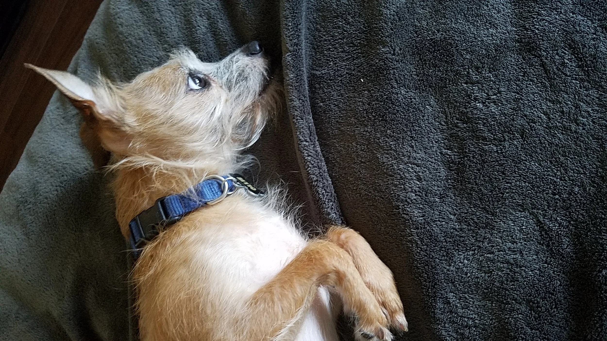 Ollie_social_media.jpg