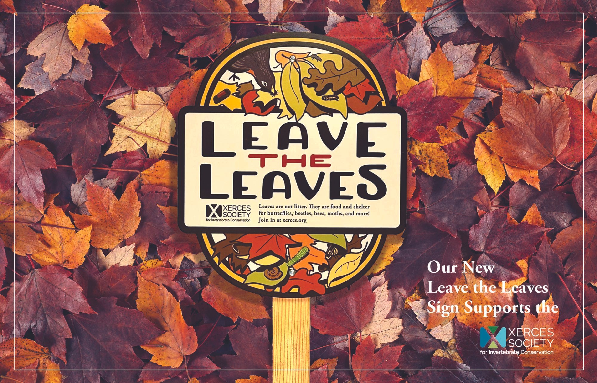 2024-Wirtheim-LeaveLeaves-Front.jpg