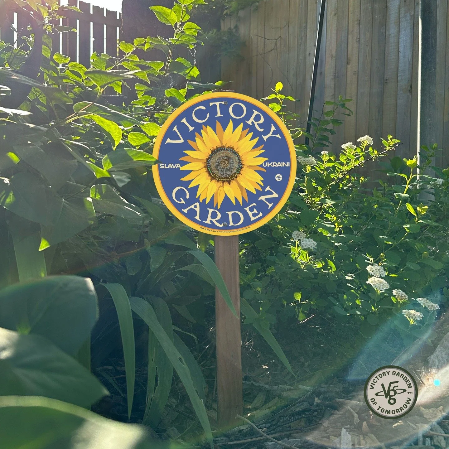 The national flower of Ukraine has grown into a symbol of sovereignty and courage--the sunflower. I see it as a lovely symbol of victory over tyranny. Plant a Victory Garden this year, and support the innocent Ukrainian refugees who are suffering in 