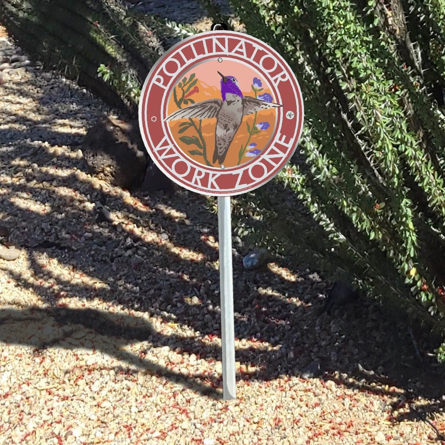 For those lovers of the southwest wild lands, you know desert pollinators take many forms, and no other is more delightful and agile as the desert hummingbirds. Species like Costa's Hummingbird are important pollinators as they feed on the wild bloss