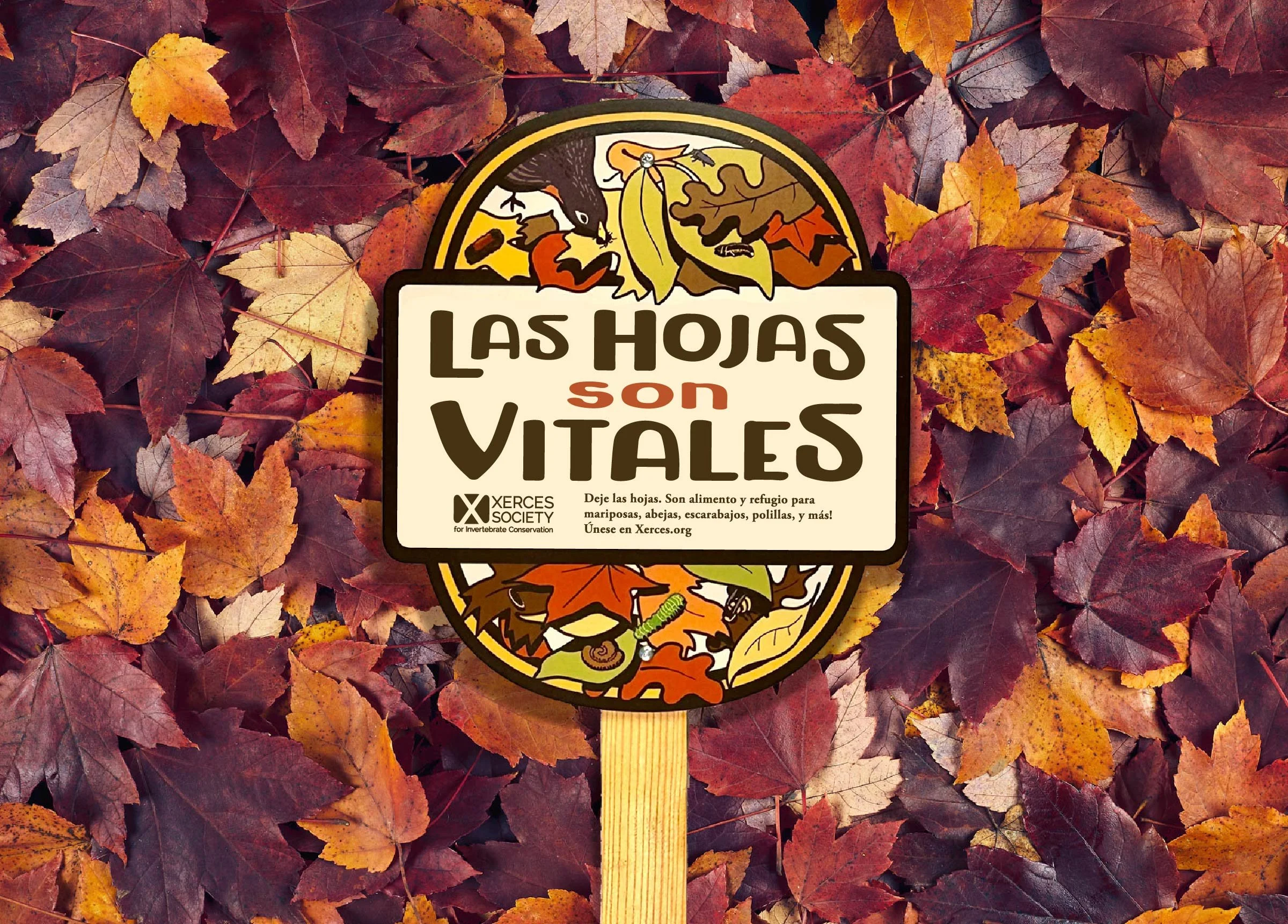2026-VGoT-SPANISH-LEAVES-4.jpg