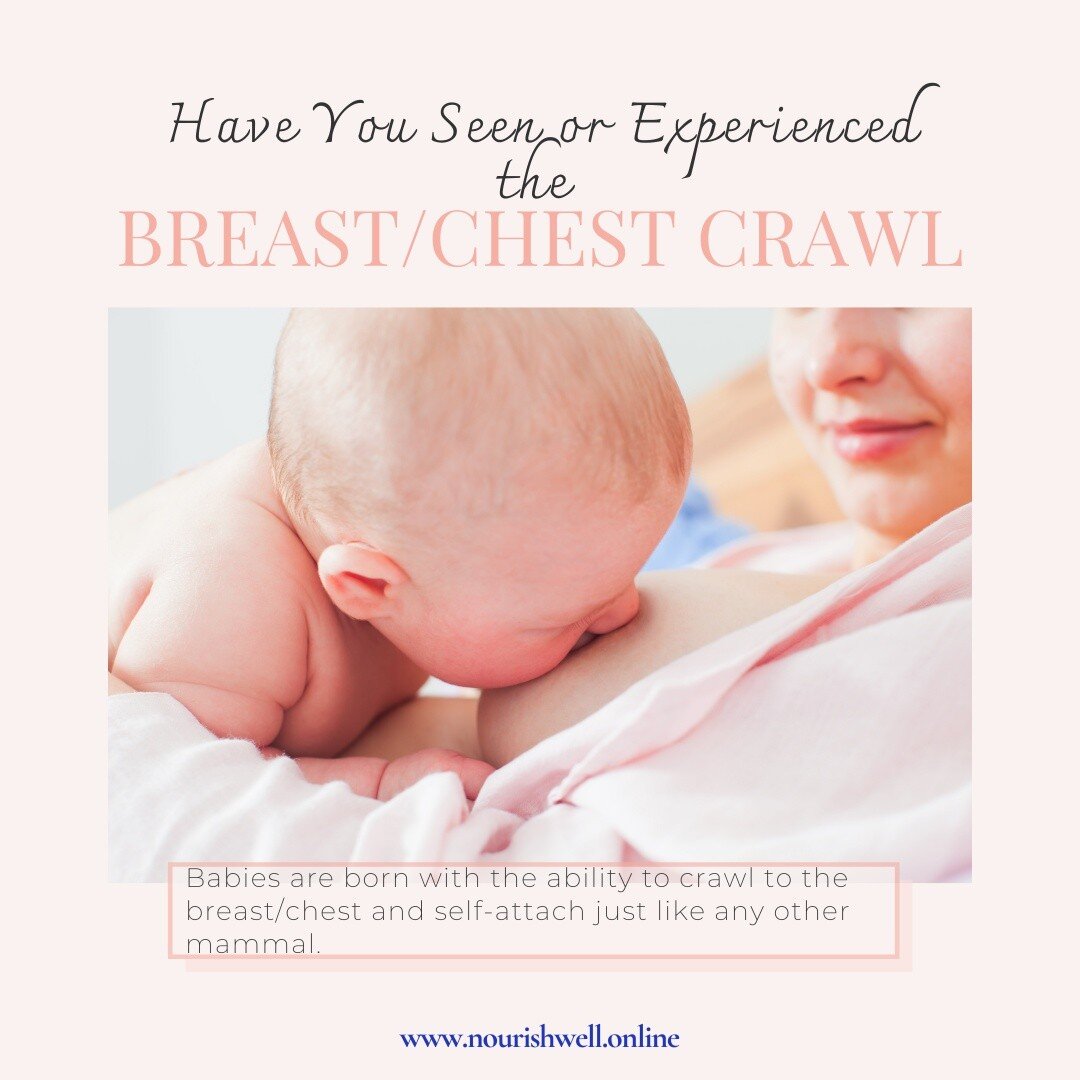 Babies like all other mammals are born with the innate ability to get to the breast or chest, attach to it and transfer milk. When born without labor medications and immediately placed on mom&rsquo;s belly, babies go through a predictable sequence of