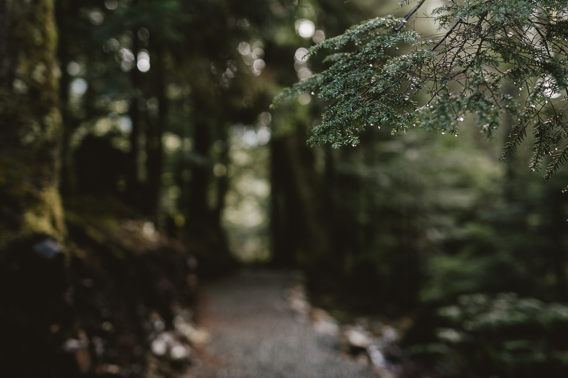 Intimate forest elopement in Seattle, photography by Jess Hunter, pacific northwest wedding, Snoqualmie Pass waterfall elopement, bohemian wedding in Portland,
