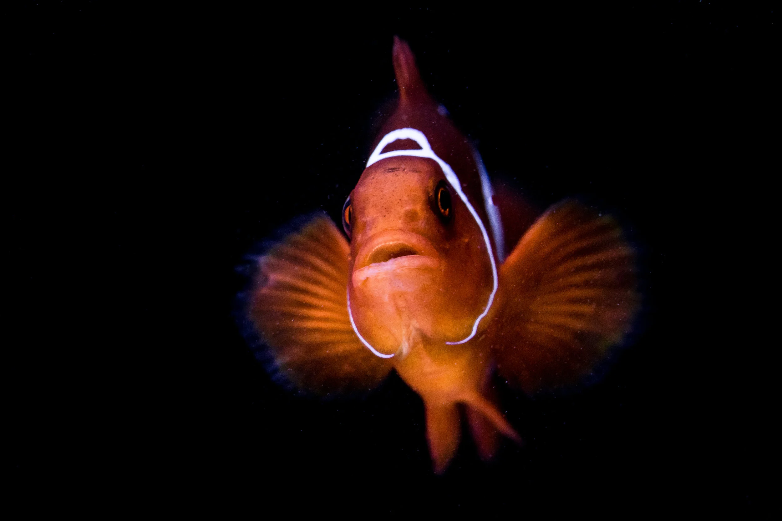 DaveIsFishy-14.jpg